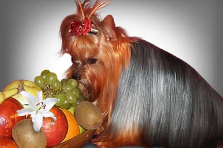 Овощи йорка можно. Собака и фрукты. Еда для йоркширского терьера из натуральных продуктов. Собака с фруктами на голове. Запрещенные продукты для собак йоркширского терьера.