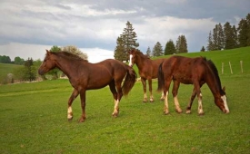 Фото - Наша газета